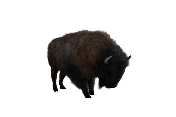 American bison, different poses isolated on a white background. 3D figure clip art as a template for collage. 3D rendering, 3D illustration.