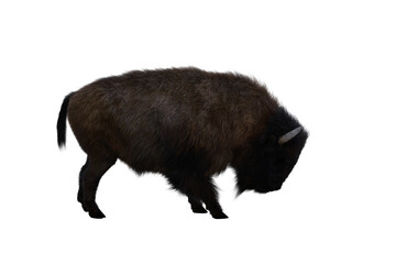 American bison, different poses isolated on a white background. 3D figure clip art as a template for collage. 3D rendering, 3D illustration.