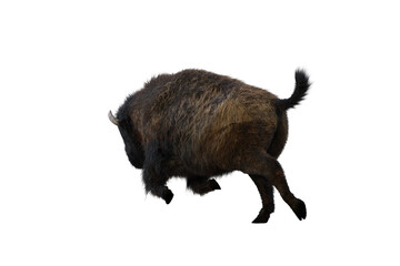 American bison, different poses isolated on a white background. 3D figure clip art as a template for collage. 3D rendering, 3D illustration.