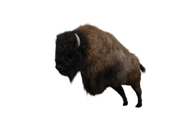 American bison, different poses isolated on a white background. 3D figure clip art as a template for collage. 3D rendering, 3D illustration.