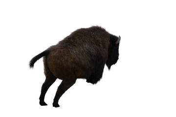 American bison, different poses isolated on a white background. 3D figure clip art as a template for collage. 3D rendering, 3D illustration.
