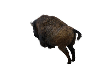 American bison, different poses isolated on a white background. 3D figure clip art as a template for collage. 3D rendering, 3D illustration.