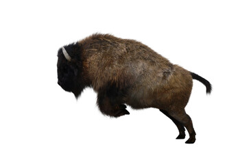 American bison, different poses isolated on a white background. 3D figure clip art as a template for collage. 3D rendering, 3D illustration.