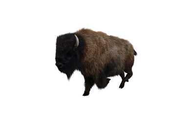 American bison, different poses isolated on a white background. 3D figure clip art as a template for collage. 3D rendering, 3D illustration.