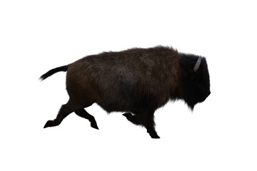 American bison, different poses isolated on a white background. 3D figure clip art as a template for collage. 3D rendering, 3D illustration.