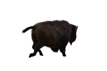 American bison, different poses isolated on a white background. 3D figure clip art as a template for collage. 3D rendering, 3D illustration.