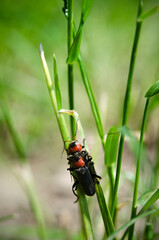 macro image beetles mate in the grass