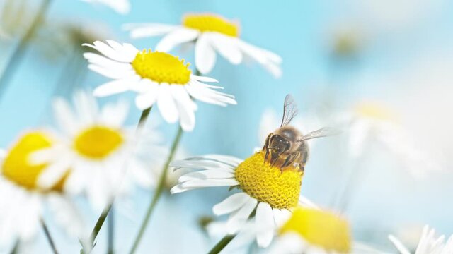 Flying bee gathering pollen from daisy flower. Filmed on high speed cinema camera, 1000fps.