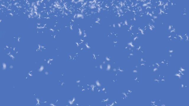 Dandelion (Taraxacum officinale) plant as moving scene background, abstract in blue.