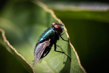 fly on leaf