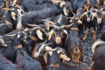 Bathing the goats in the Atlantic Ocean - Puerto de la Cruz, Tenerife 2021/06/24 This ancient ceremony that takes place in Puerto de la Cruz on the night of San Juan