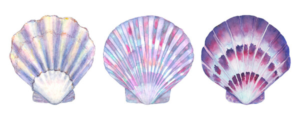 Seashell set watercolor illustration. Watercolor hand drawn sea shells isolated on white background - 442024921
