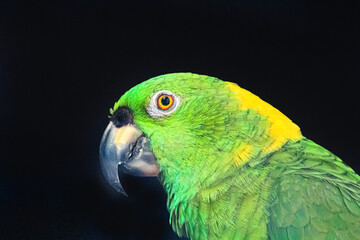 Lora verde y amarillo