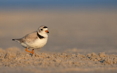 A piping plover