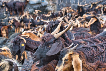 Bathing the goats in the Atlantic Ocean - Puerto de la Cruz, Tenerife 2021/06/24 This ancient...