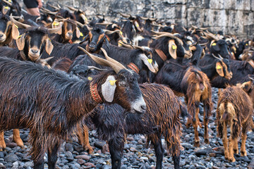 Bathing the goats in the Atlantic Ocean - Puerto de la Cruz, Tenerife 2021/06/24 This ancient ceremony that takes place in Puerto de la Cruz on the night of San Juan