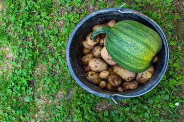 The concept of organic agriculture. Green pumpkin on freshly picked potatoes. Potatoes in a plastic bucket. Bucket with green pumpkin and potatoes on the grass.