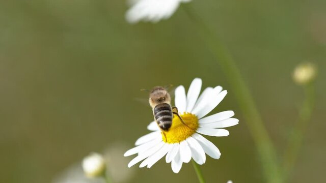 Flying bee gathering pollen from daisy flower. Filmed on high speed cinema camera, 1000fps.