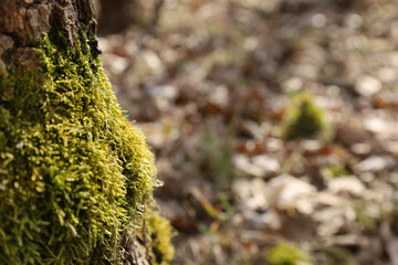 Yellow-green blurred moss on the foot of the tree trunk in the forest. Thin focus area, blurred brown wood background. Nature spring season, sunny day. Place for text.