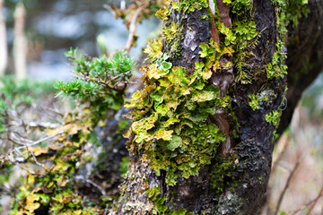 Moss and Lichen detail on forest tree trunk