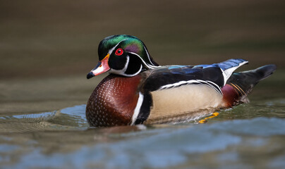 A wood duck in Autumn 