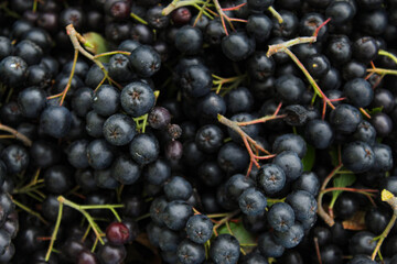 Background of chokeberry berries with a couple of green leaves. Freshly picked chokeberry berries. Fruit chokeberry. Aronia fruits. Fruit background.