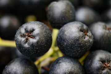 Close up of chokeberry berries. Macro chokeberry. Aronia melanocarpa. Aronia fruits. Selective focus.
