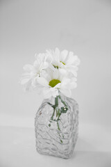 Flowers in the vase on white background