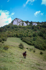 Horse. A wild horse stands alone in nature on a meadow. Wild stallion. Wild horse in Bosnia and Herzegovina.
