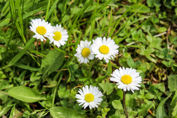 Fototapeta premium Lawn with daisies. A group of beautiful daisy flowers on the lawn. Lawn daisies. Bellis perennis.