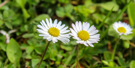 Banner with two daisies on the lawn. © Mahir