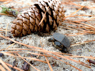 Turtle and Pinecone