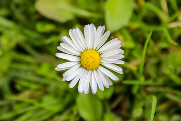 Obraz premium Bellis perennis, detailed white and yellow daisy flower in a grass background.