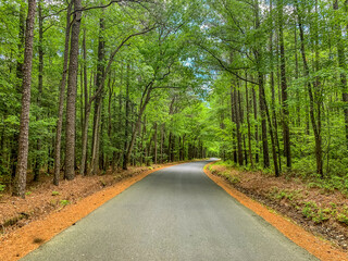 road in the forest