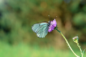 macro image of a beautiful butterfly sitting on a pink flower in the garden