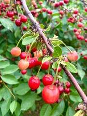 Natural unripe cherry of light pink color on a branch of a cherry tree with green leaves. A tree full of cherry berries in summer. Seasonal fresh healthy fruit on the tree.