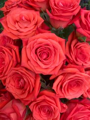 Background of bright scarlet garden roses with small buds. Beautiful pink bouquet.