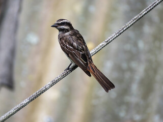 Perched bird Streaked Flycatcher (Myiodynastes maculatus)