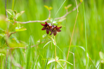 Chocolate Lilly wildflower in Alaska