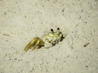 Crab on the beach
