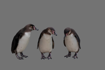 Portrait Of three Humboldt Penguins Isolated On grey Background