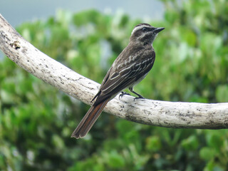 Perched bird - Variegated Flycatcher (Empidonomus varius)