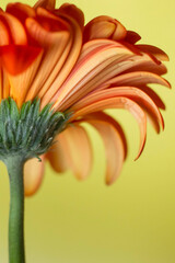 Flower on the yellow background