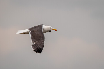 Fototapeta na wymiar Lesser Black Backed Gull