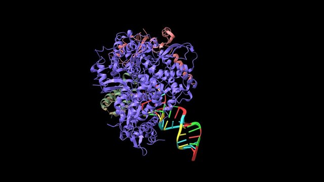 Structure of Favipiravir bound to replicating polymerase complex of SARS-CoV-2 in the pre-catalytic state, animated 3D cartoon and Gaussian surface models, based on PDB 7cxm, black background