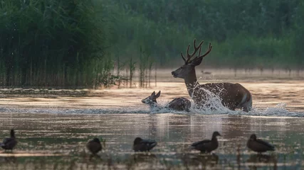 Fototapete Sarna jeleń na łące w ruchu © Damian