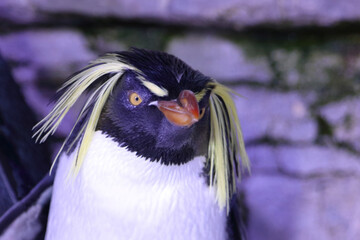 Nördlicher Felsenpinguin / Northern rockhopper penguin / Eudyptes moseleyi