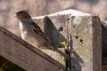Female house sparrow