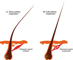 Piloerection: erection or bristling of hairs as a reflexive response of the sympathetic nervous system especially to cold, shock, or fright