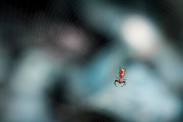 Araña roja